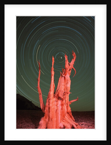 Star Trails and Bristlecone Pine Tree by Anonymous
