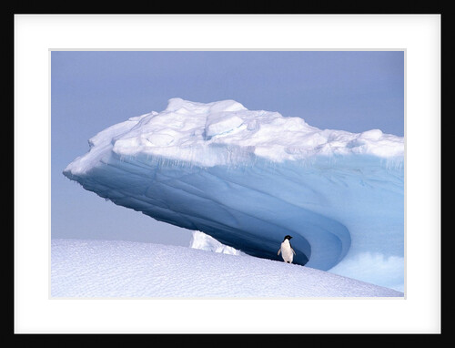 Antarctica, adelie penguin in front of iceberg by Anonymous