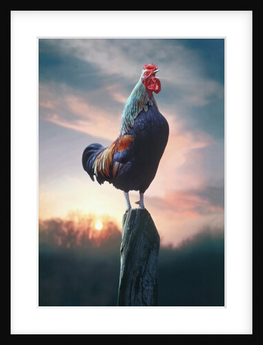 Rooster Crowing at Dawn by Anonymous