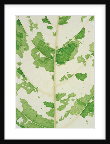 Fig leaf by Anonymous