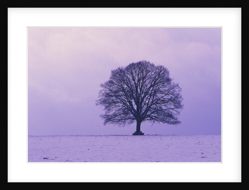 Oak tree, winter landscape, Germany by Anonymous