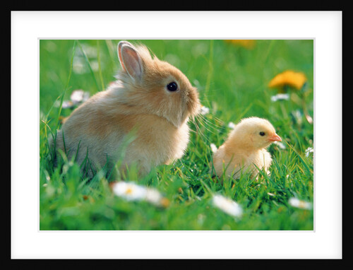 Chick and pygmy rabbit in the grass by Anonymous