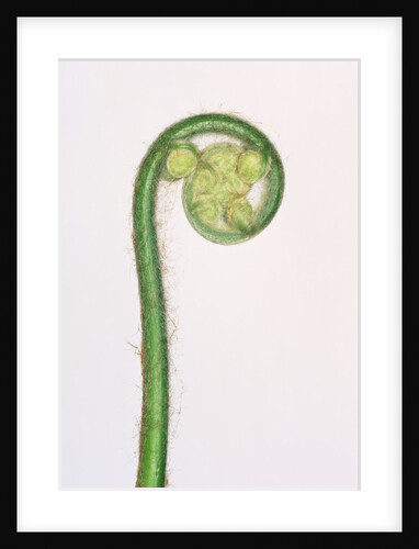 Tree Fern Fiddlehead by Anonymous