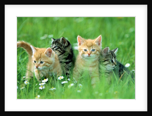 Four Kittens by Anonymous