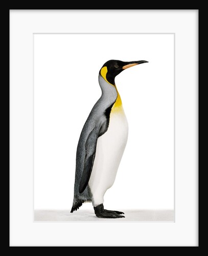 King penguin by Anonymous