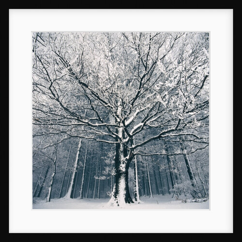 Snowcovered forest by Anonymous