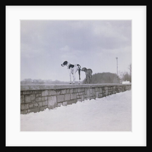 Two dogs standing on a wall looking observant by Anonymous