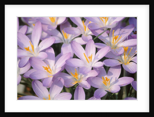 Flowers of Crocus by Anonymous