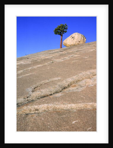 USA, California, Yosemite National Park, Pine tree and rock by Anonymous