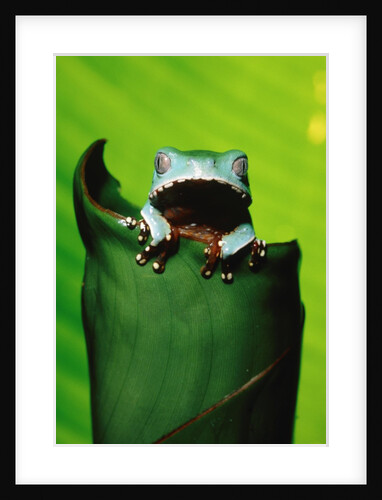 Two-colored tree frog on leaf by Anonymous