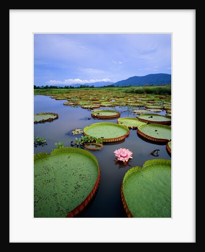 Water lily leaves with pink flower, Pantanal, Brazil (near Paraguay River) by Anonymous