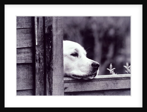 Dog Looking Over Fence by Anonymous