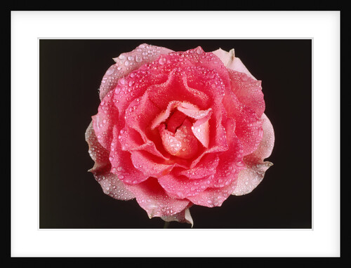 Rose in front of a black background by Anonymous