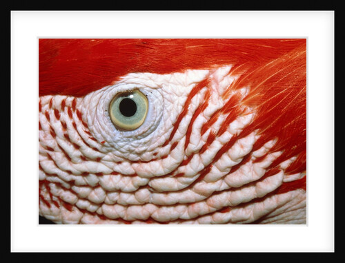 Eye of scarlet macaw by Anonymous