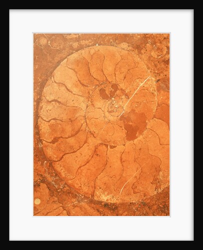 Fossil in red-brown marble by Anonymous