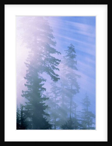 USA, California, Redwood National Park, forest and sun rays by Anonymous