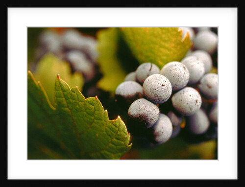 Bunch of grapes by Anonymous