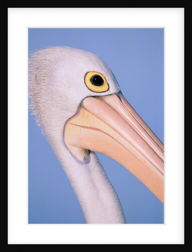 Australian pelican by Anonymous
