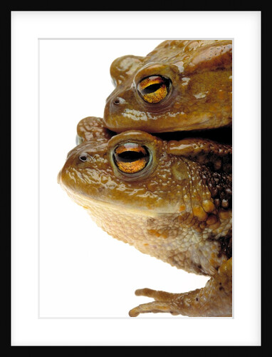 Two european toads by Anonymous