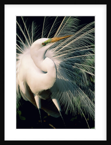 Great egret by Anonymous
