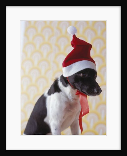 Dog Wearing Santa Hat by Anonymous