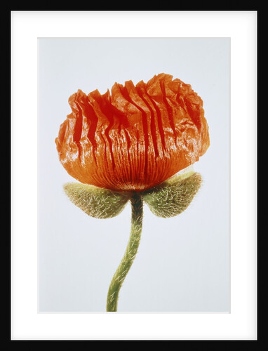 Red poppy blossom by Anonymous