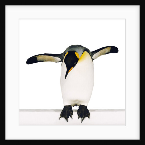 King penguin by Anonymous