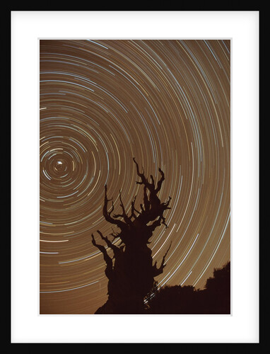 Star Trails and Bristlecone Pine Tree by Anonymous