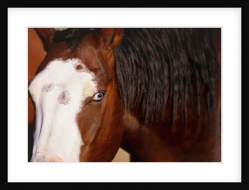 Horse, (Oregon, USA) by Anonymous