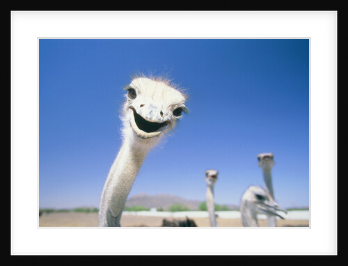 Ostrichs on farm by Anonymous
