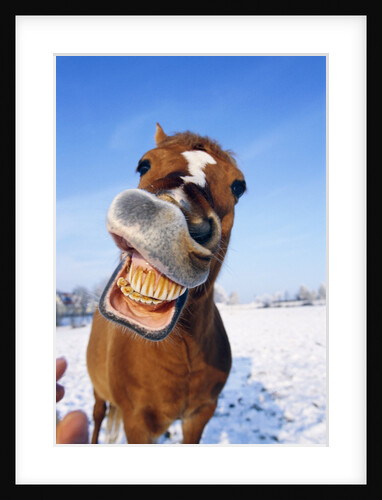 Horse by Anonymous