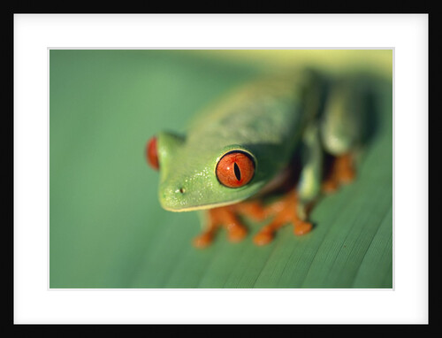 Red Eyed Tree Frog by Anonymous