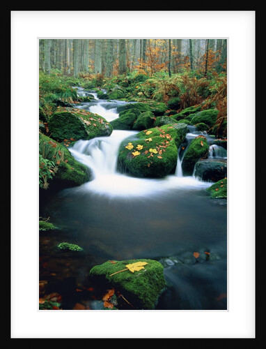 Stream with leaves on mossed stones, Bavarian forest by Anonymous