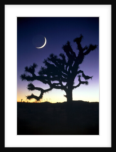 Joshua National Park at night by Anonymous