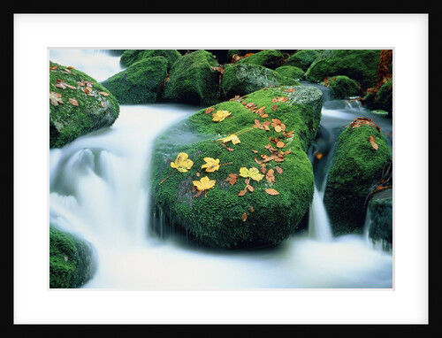 Stream with leaves on mossed stones, Bavarian forest by Anonymous