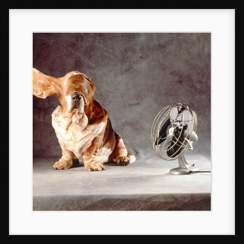 A basset who is sitting with "flying" ears in front of a ventilator by Anonymous