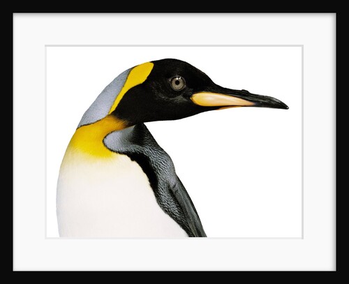 King penguin by Anonymous