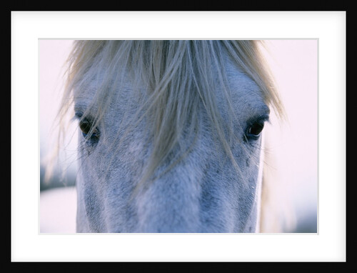 Camargue Horse by Anonymous
