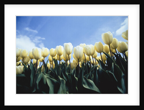 Blooming yellow tulips by Anonymous