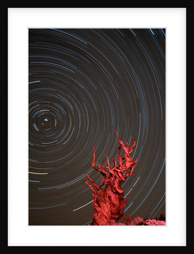 Star Trails and Bristlecone Pine Tree by Anonymous