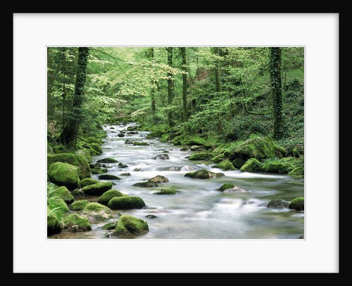 Forest creek with deciduous forest in the Black Forest, Germany by Anonymous