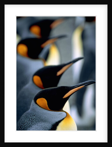 Group of king penguins by Anonymous