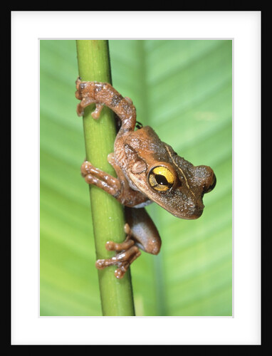 Bony-Headed Tree Frog by Anonymous