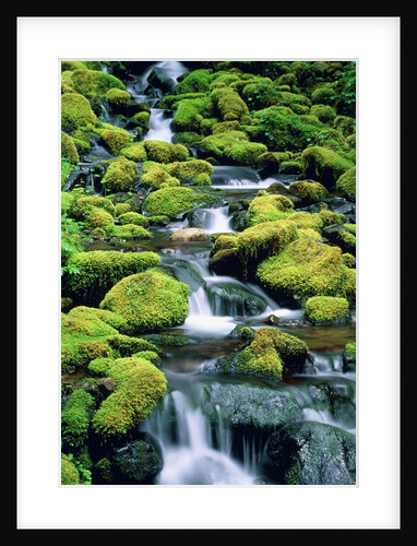 USA, Washington, Olympic National Park, creek with moss and rocks by Anonymous