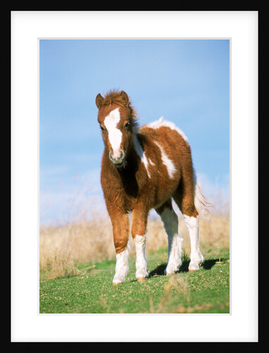 Foal of a Pony standing in the meadow by Anonymous
