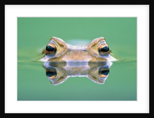 Frog in the water by Anonymous