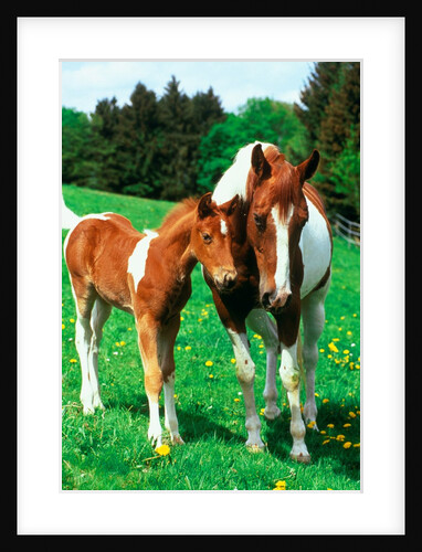 Pied mare with foal in a meadow by Anonymous