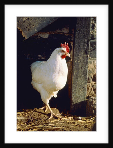 White chicken comming out of the stable by Anonymous