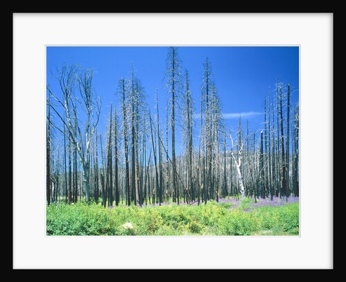 Dying forest in the Yosemite National Park, California, USA by Anonymous
