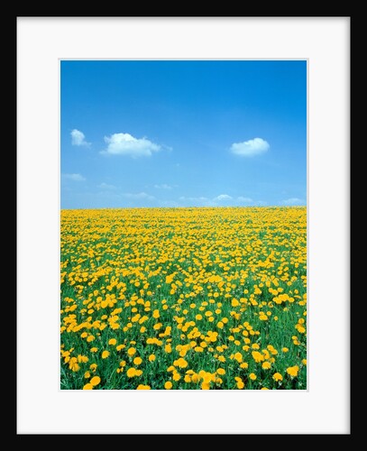 Flower meadow with blooming dandelion by Anonymous